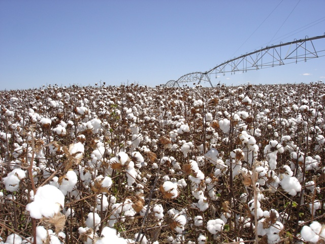  O algodão é uma cultura altamente responsiva Ã  irrigação - Crédito Amipa